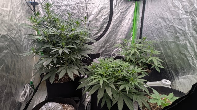 Mixed Grow — grow_setup, day 40