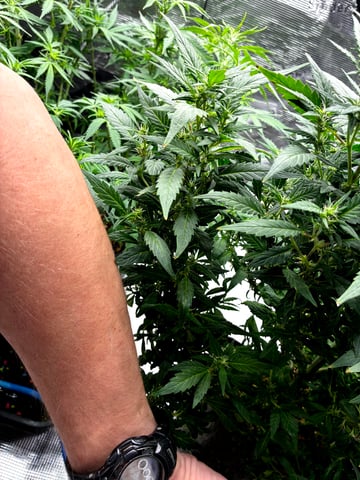 Blueberry critical kush x purple peyote wifi  and one L.a kush cake . — flower, day 51