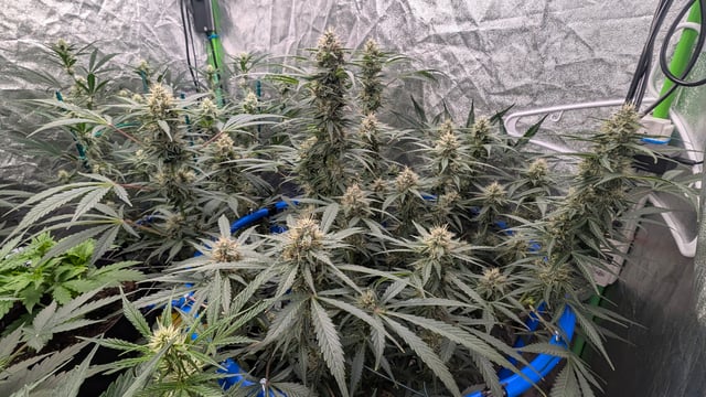 Mixed Grow — flower, day 62