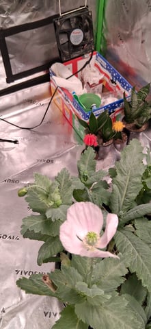 blueberry funk — flower, day 173