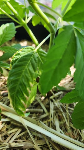 Royal Highness — vegetative, day 63