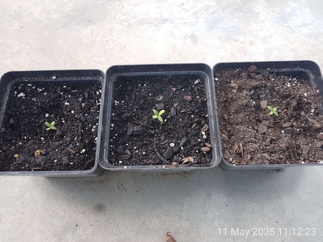 my first experiment — seedling_rooting, day 1