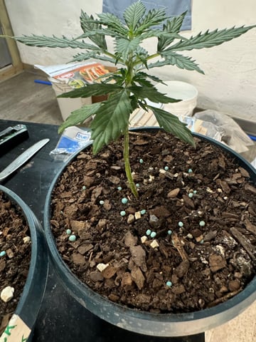 First Grow — vegetative, day 9