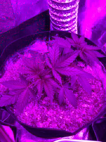 Amnesia Haze (First Ever Grow) — vegetative, day 33