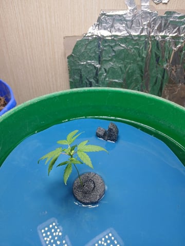 Hydro