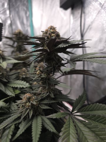 Granny Candy and PLCG — flower, day 123