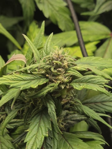 Vanna's Vanilla — auto, day 62