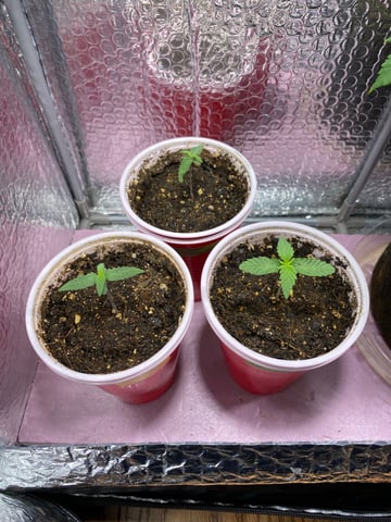2026 Outdoor Crop
