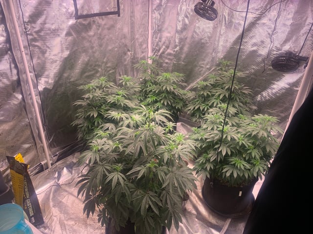 Trunked — flower, day 72