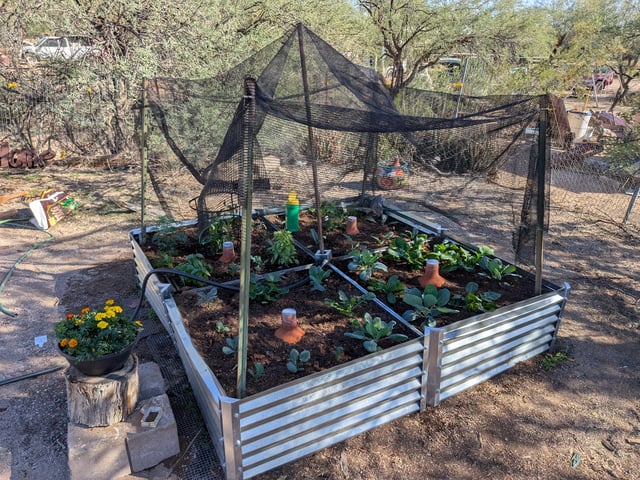 October Start — vegetative, day 22