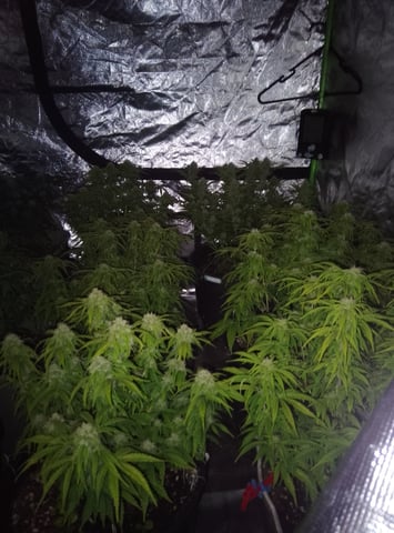 New run using General Hydroponics  — flower, day 11