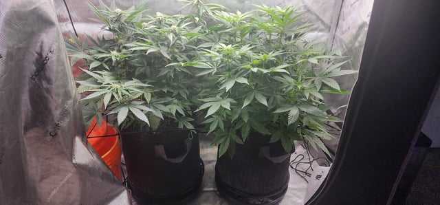 FastBuds Trainwreck Auto — flower, day 49