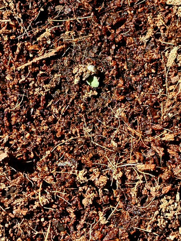 Bob Marley  — seedling_rooting, day 2