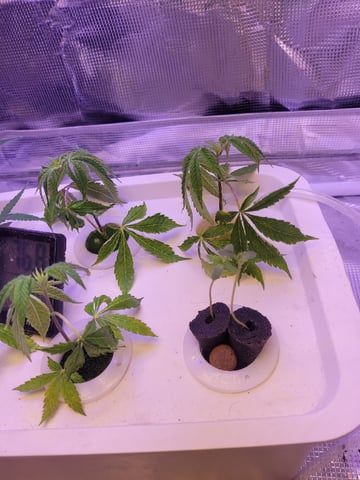 Clones And Hermie Seeds — seedling_rooting, day 5