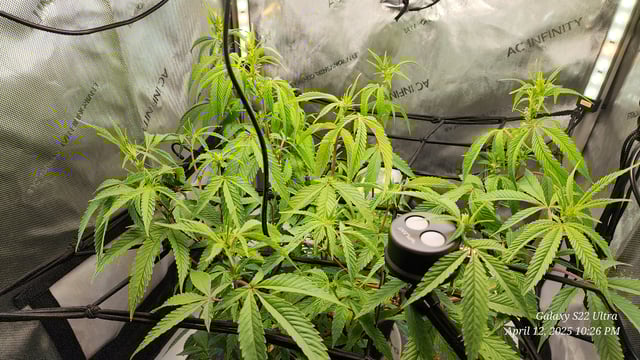 Pez Mints Breeding Session — flower, day 2