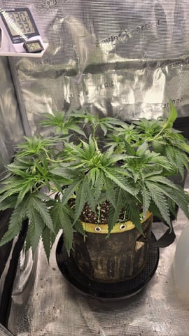 mc nuggets r1 — flower, day 44