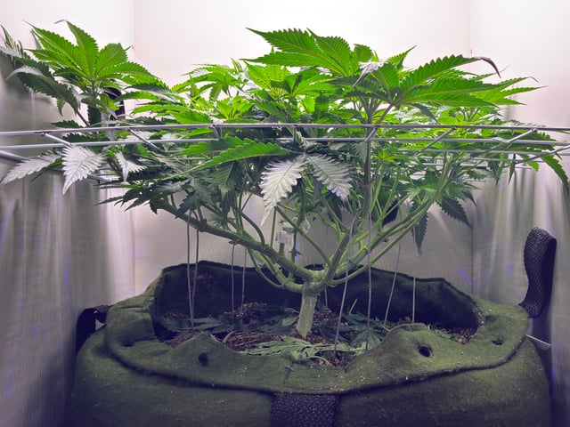 Armário — flower, day 4