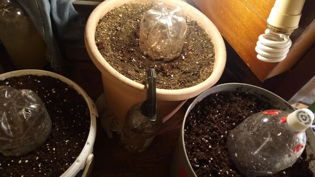 Jack hearer/Jack the ripper? — vegetative, day 76