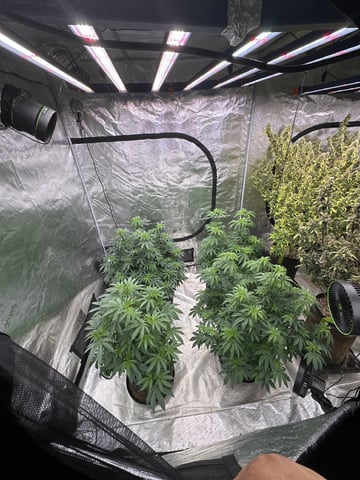 White Runtz (Barney’s Farm) — flower, day 82