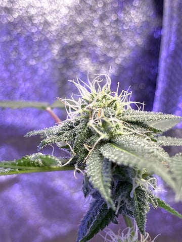 I Dont Know What Kind It Is Lol — flower, day 22