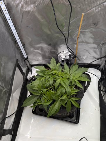 Cinderella 99 — vegetative, day 34