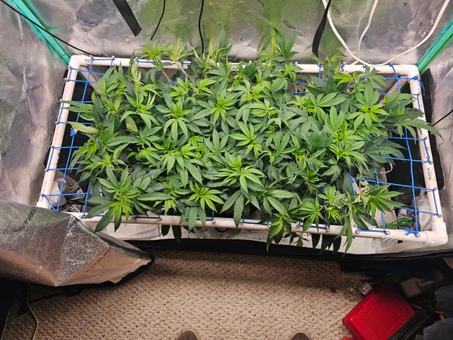 scrog from cut.  — flower, day 15