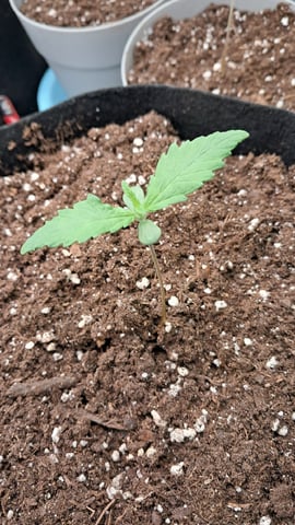 No3 — germination, day 13