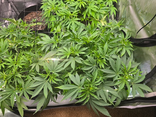 Purple Haze  — vegetative, day 41