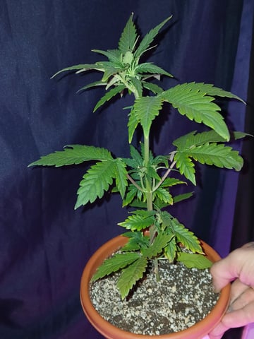 CountryG  — seedling_rooting, day 29