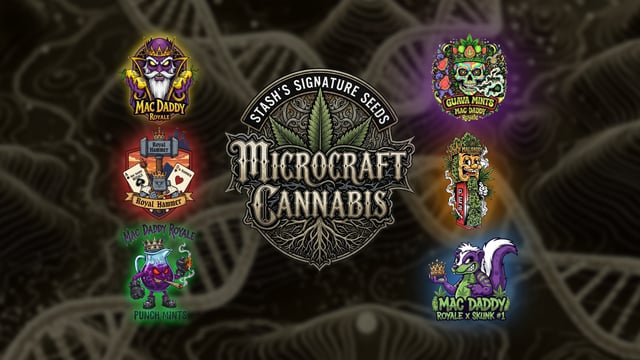 You 🫵 Decide 🗳 — grow_setup, day 13