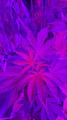 b1. — vegetative, day 79