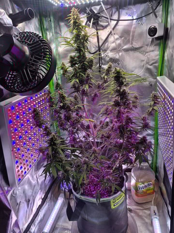 First "Auto" Grow — flower, day 60