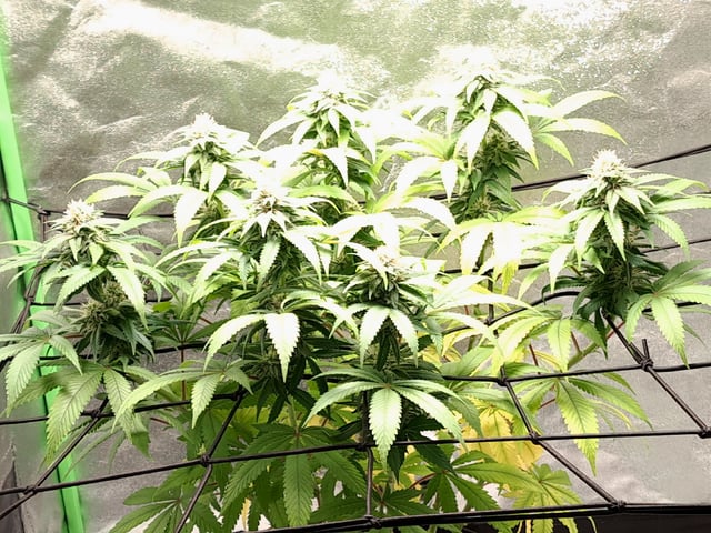 Blue Cheese from Barney's Farm — flower, day 39