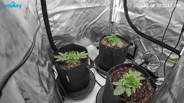Purple Haze  — vegetative, day 13