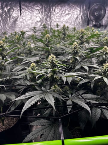 Pink Passion Fruit — flower, day 70