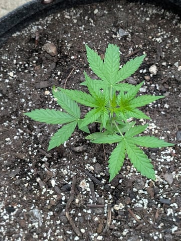 Gorilla Cookies Auto — seedling_rooting, day 21