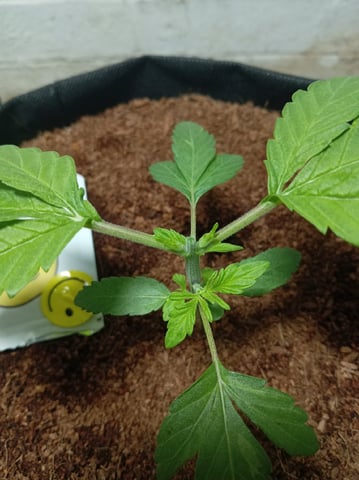 Strawberry Banana Auto  — vegetative, day 51