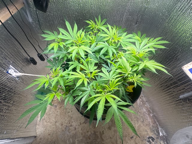 Gelly Mama and Sugar Tree — flower, day 168