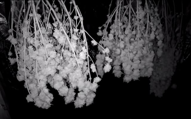 new bee's  — vegetative, day 57