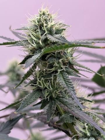 Oklagrow — grow_setup, day 94