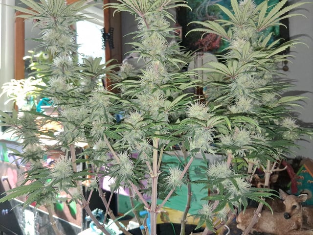 fruity pebbles, cap junky — flower, day 88