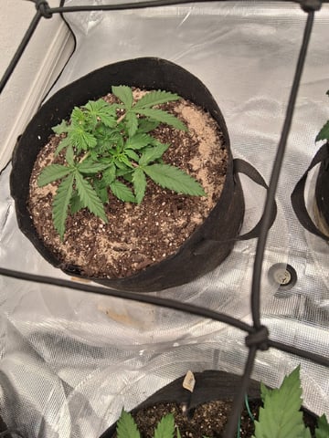 Seedman mix auto & seedman mix auto & GodFather OG — vegetative, day 38