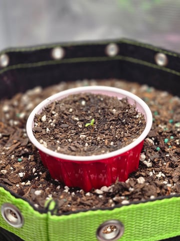 blue dream auto — seedling_rooting, day 6