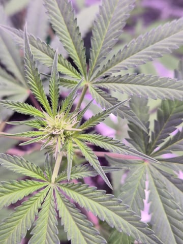 Kalini Asia Auto  — flower, day 28