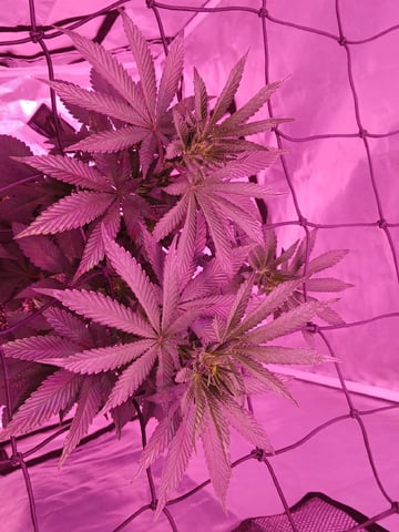 CountryG  — flower, day 89