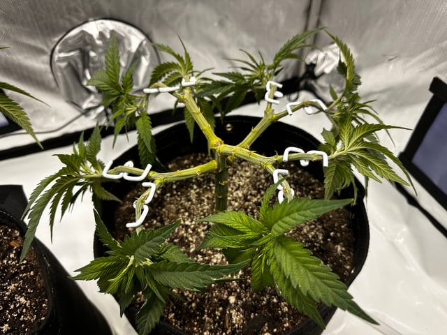 XJ-13 x Pennywise — vegetative, day 25