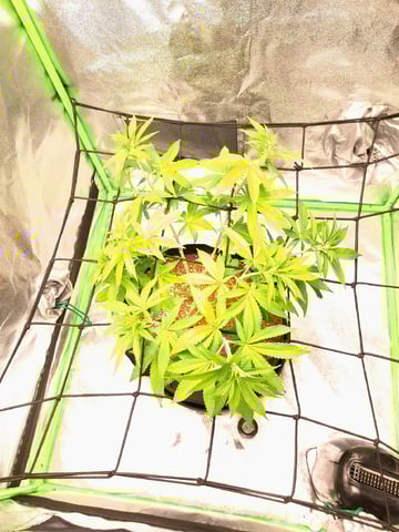 Blue Cheese from Barney's Farm — vegetative, day 3