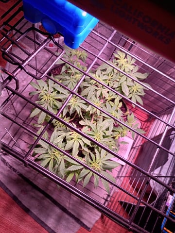 FKAFL — vegetative, day 52