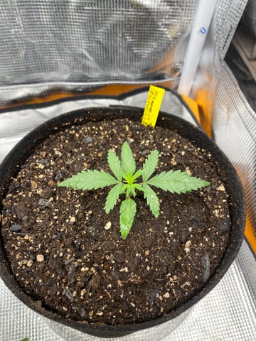 Widows Mimosa(auto) F2 progeny — seedling_rooting, day 19