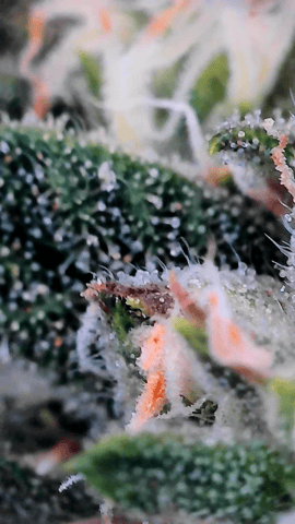 blue dream auto — flower, day 56